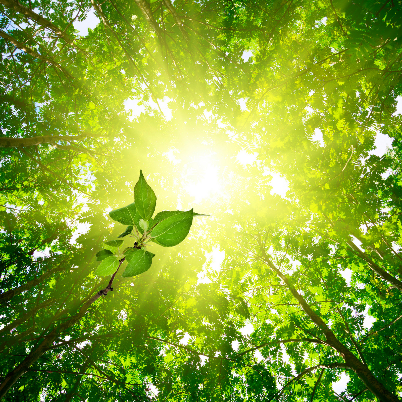 hochzwei_georgc_teaser_03.jpg Sonnenlicht fällt von oben durch die Äste der Bäume