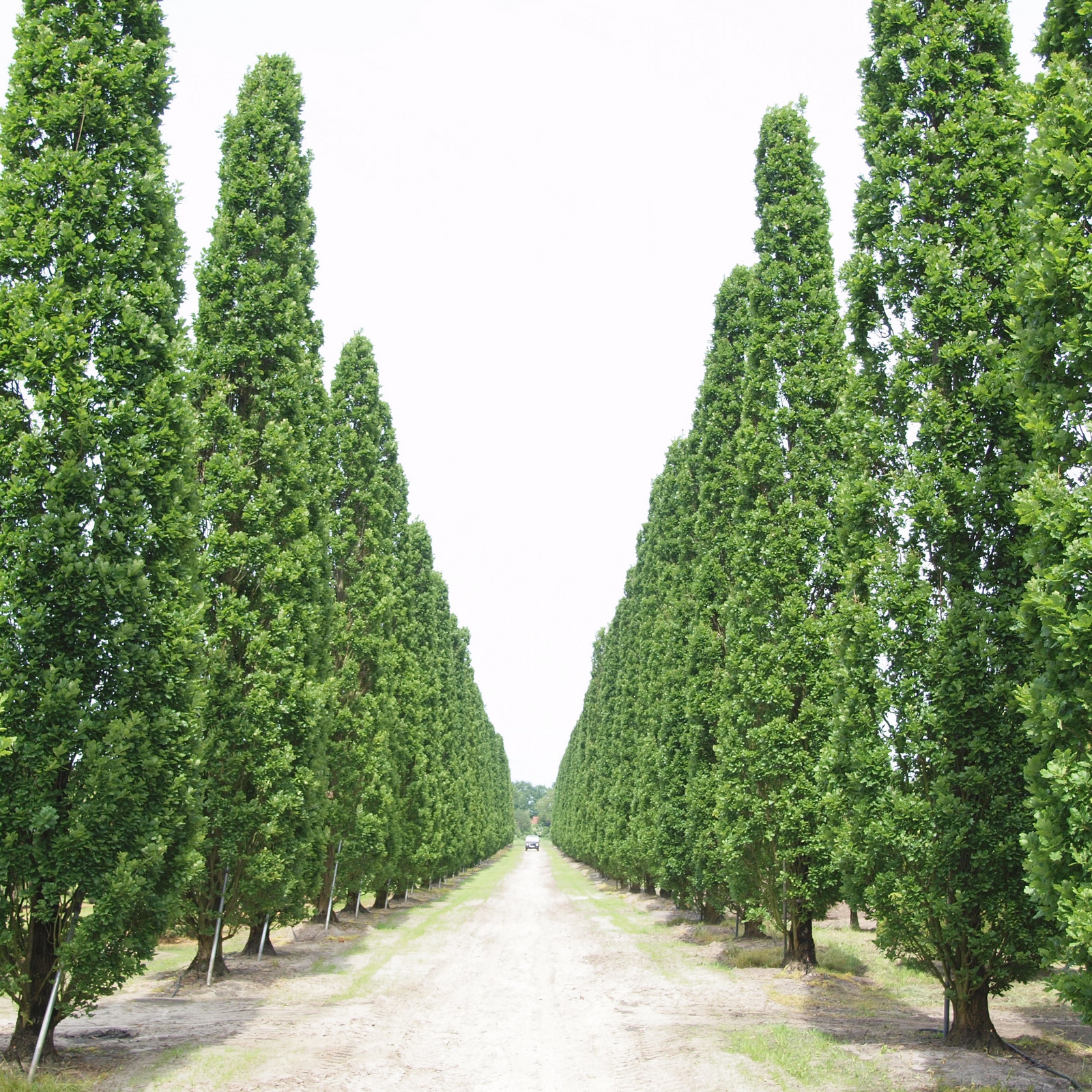 hochzwei_vfpf_teaser_07.jpg Alé mit Bäumen