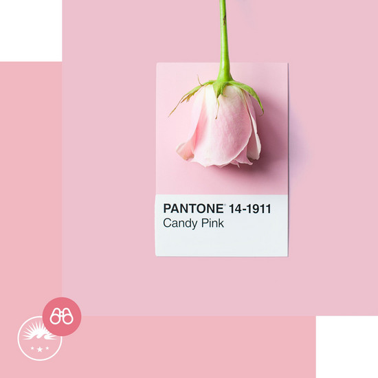 Keine Marke ohne Corporate Design Pinke Farbkarte mit pinker Rose