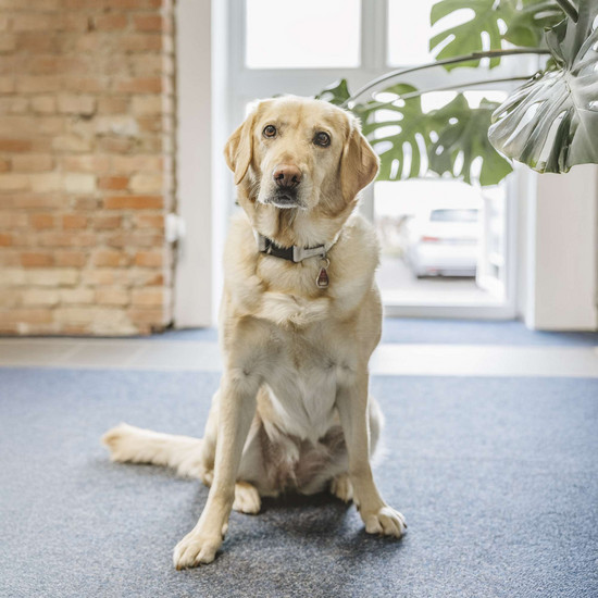 Portrait vom Ebbie im Büro