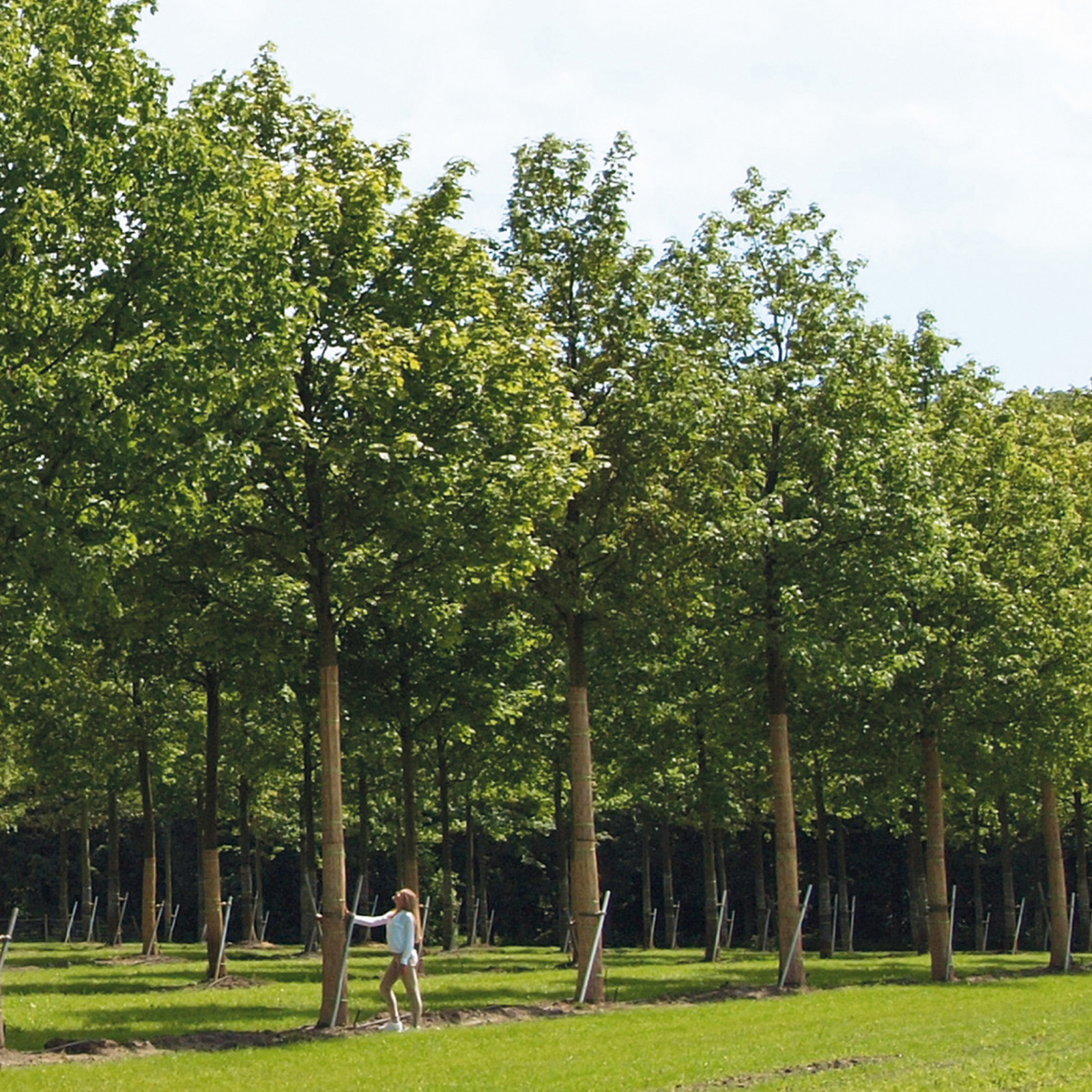 hochzwei_vfpf_baum_teaser_06.jpg Junge Frau steht zwischen vielen Bäumen