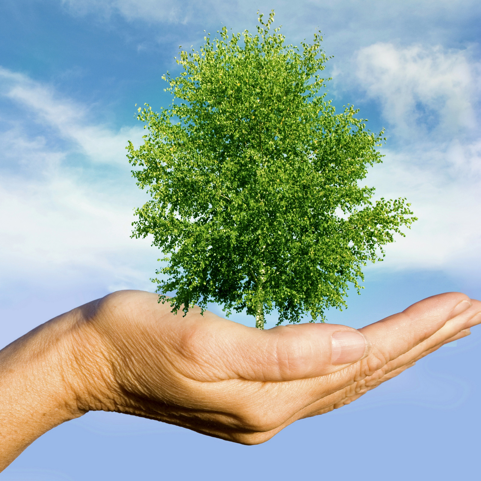 hochzwei_georgc_teaser_08.jpg Eine Hand hält eine grünen Baum