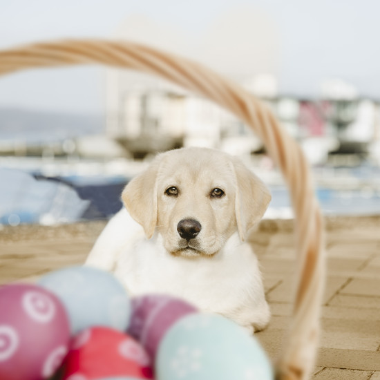 Welpe liegt auf Boden