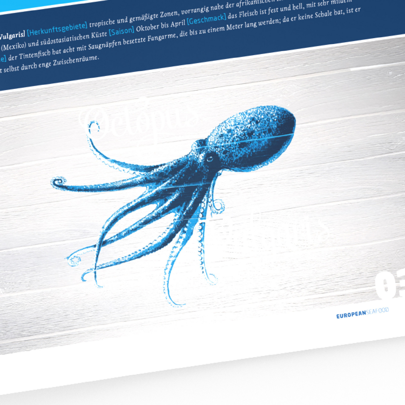 hochzwei_uhre_teaser_08.jpg Illustrierter blauer Tintenfisch