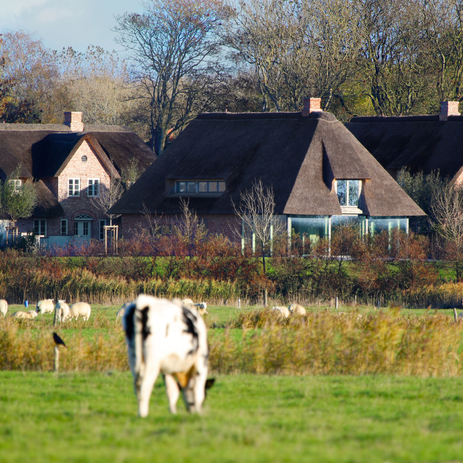 hochzwei_pcp_teaser_07.jpg Blick auf zwei Reetdachthäuser