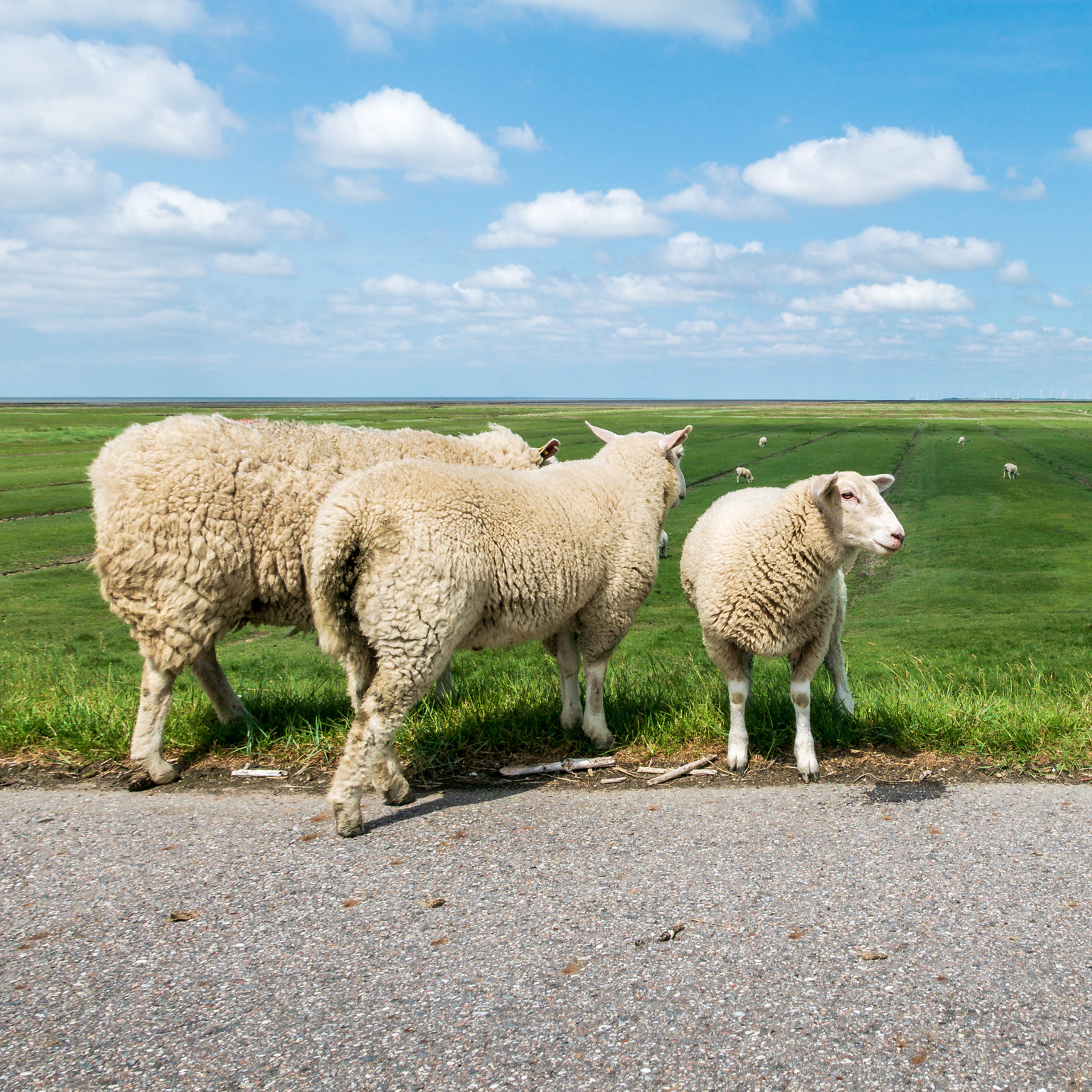 hochzwei_feano_teaser_09.jpg Drei Schafe auf Salzwiesen