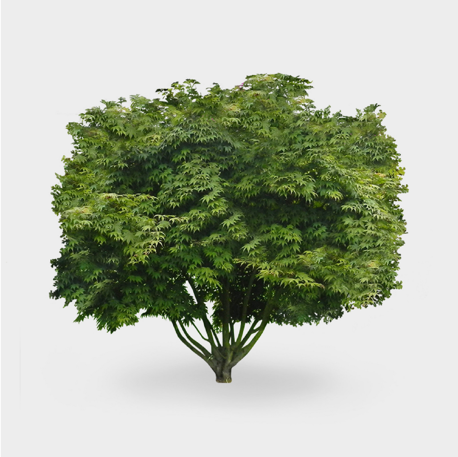 hochzwei_vfpf_baum_teaser_09.jpg Grüner Busch mit großen Blättern