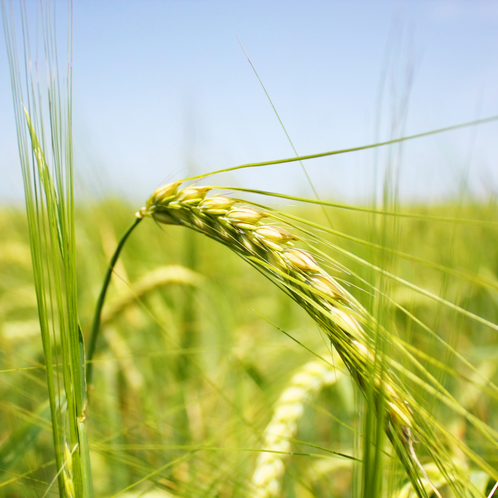 hochzwei_lant_teaser_03.jpg Nahaufnahme einer Saat im Kornfeld