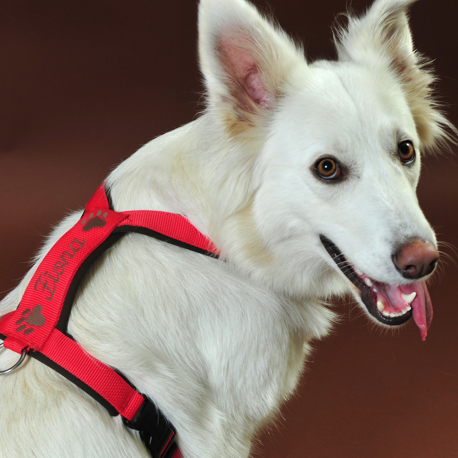 hochzwei_kaho_teaser_06.jpg Ein weißer Hund mit rotem Geschirr