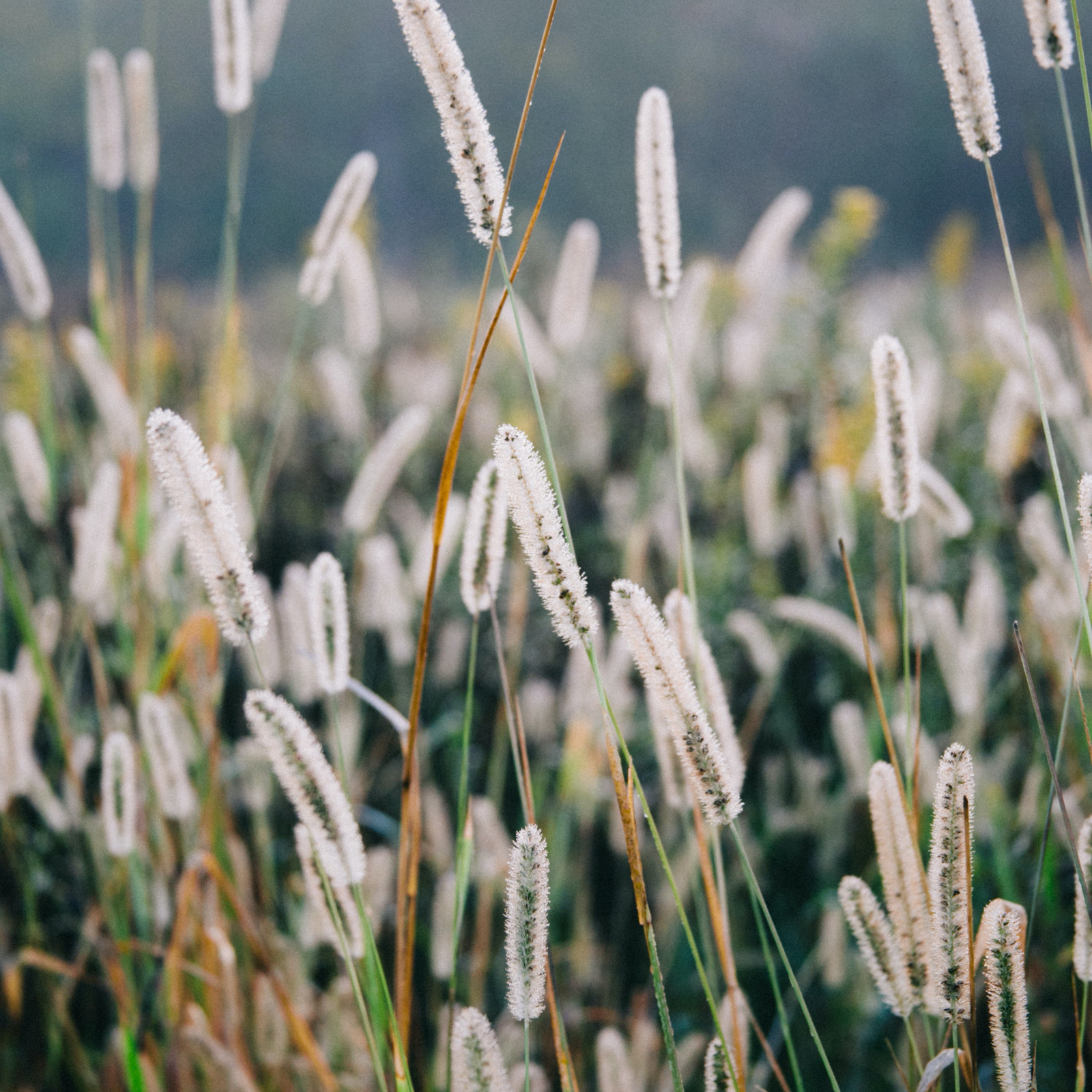 hochzwei_hos_teaser_05.jpg Nahaufnahme von Sträuchen im Feld
