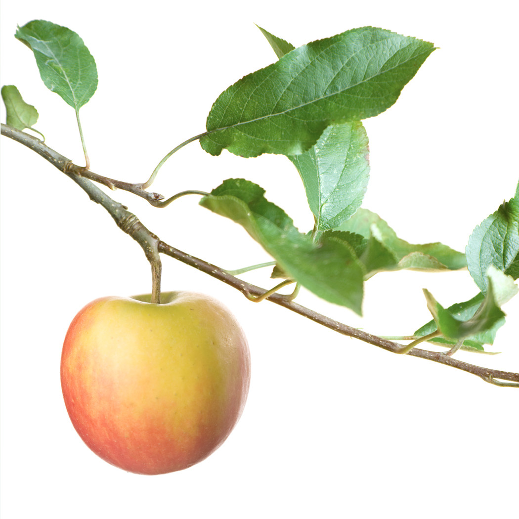 hochzwei_stei_teaser_04.jpg Apfel hängt am Zweig