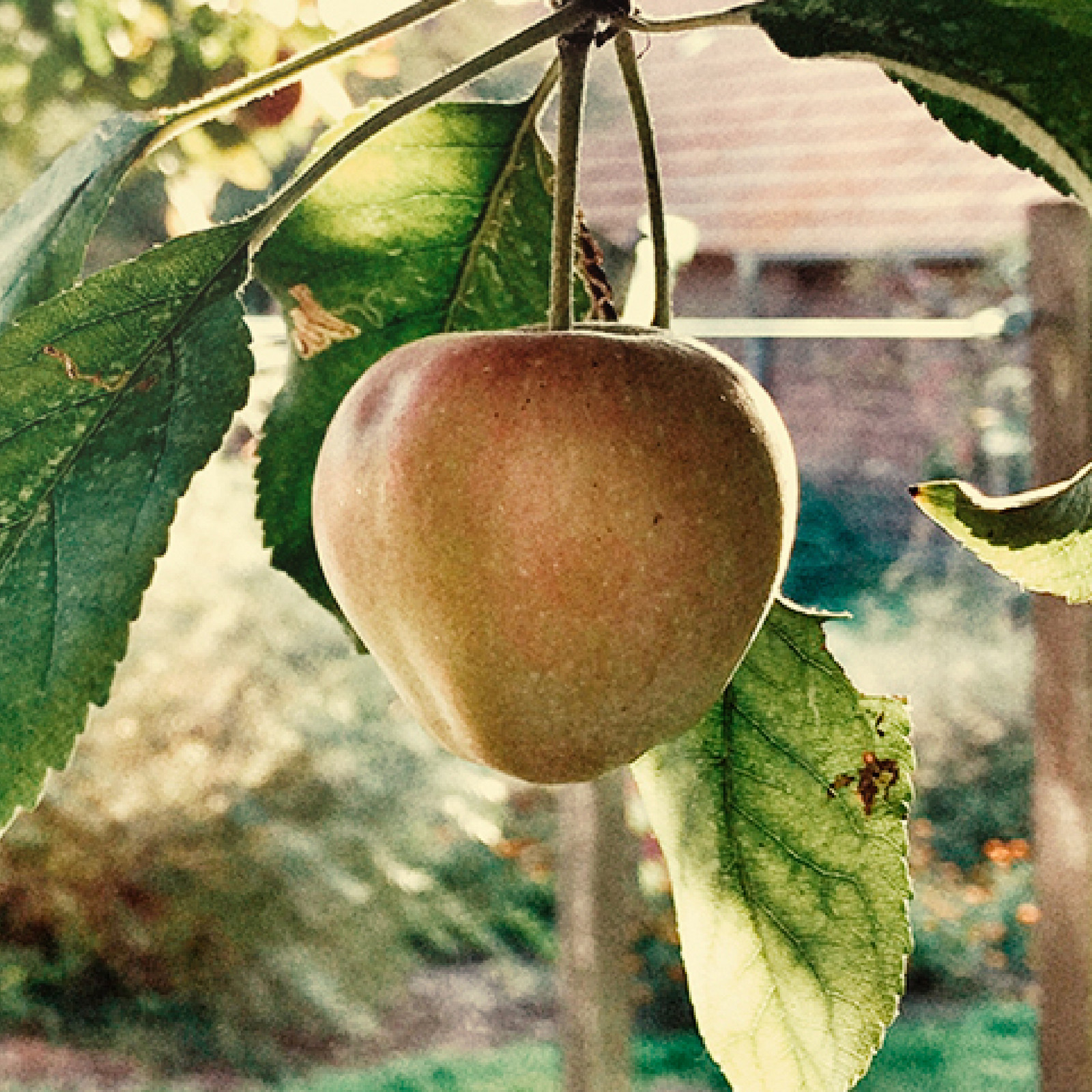 hochzwei_kogu_teaser_04.jpg Ein roter Apfel mit grünen Blättern hängt am Baum