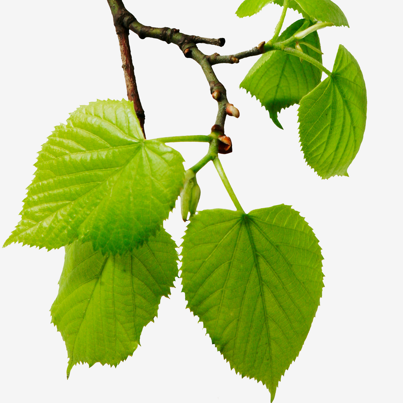 hochzwei_georgc_teaser_02.jpg Nahaufnahme eines Zweiges mit Blättern