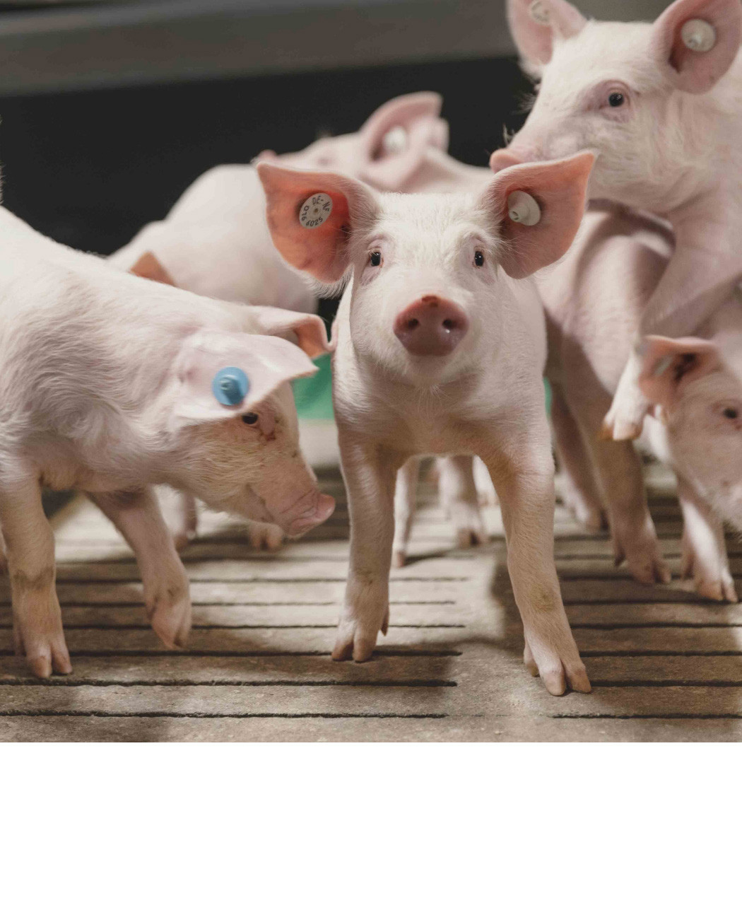 hochzwei_brunk_teaser_08.jpg Mehrere Ferkel von Küstenswien