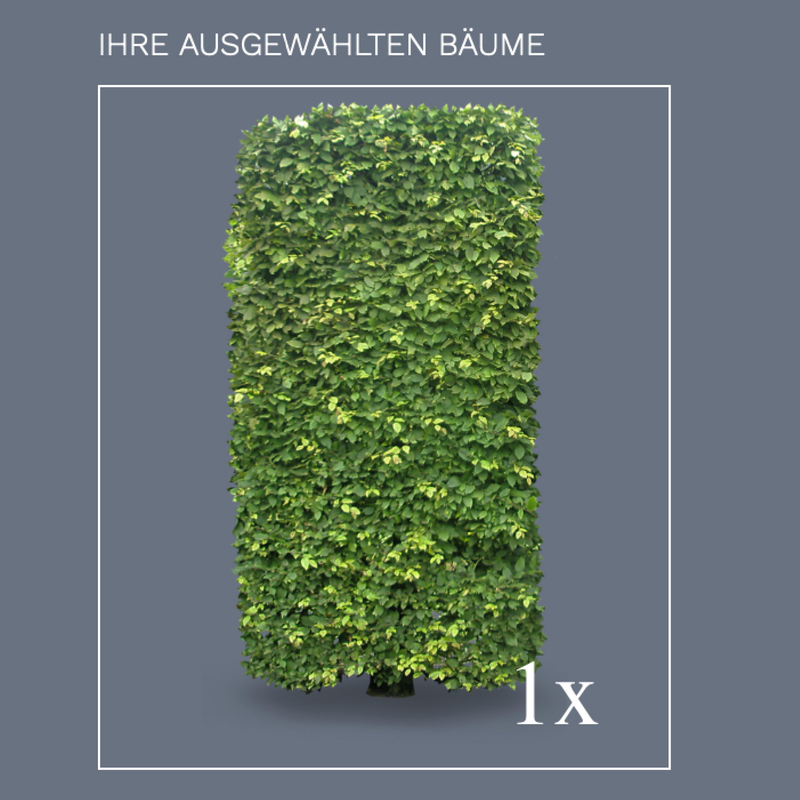 hochzwei_vfpf_baum_teaser_07.jpg Ein grüner zugeschnittener Busch