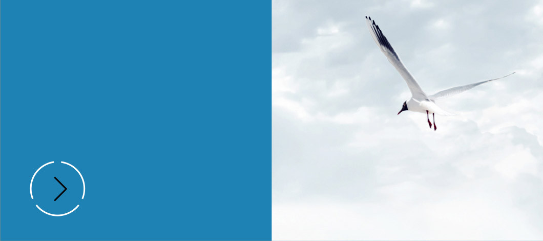 Weiße fliegende Möwe