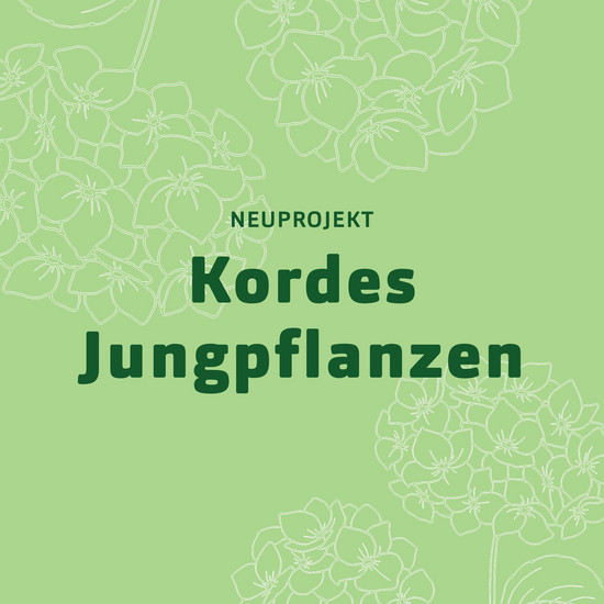 Die schönste Freude Neuprojekt: Kordes Jungpflanzen auf hellgrüner Kachel