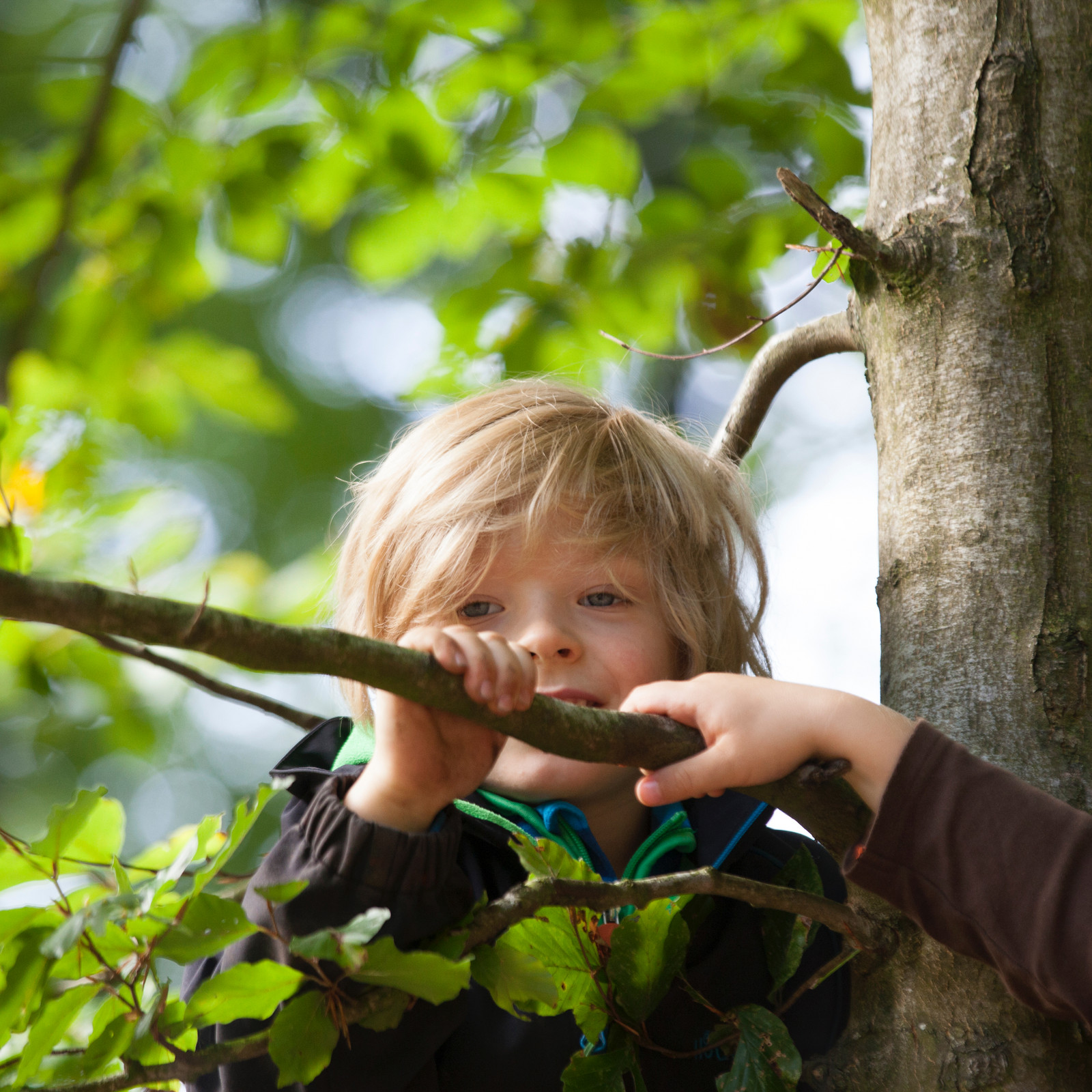 hochzwei_walki_teaser_11.jpg Kleiner Junge spielt im Baum