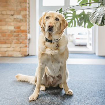 Mitarbeiterporträt von Bürohund Ebbi (Golden Retriever)