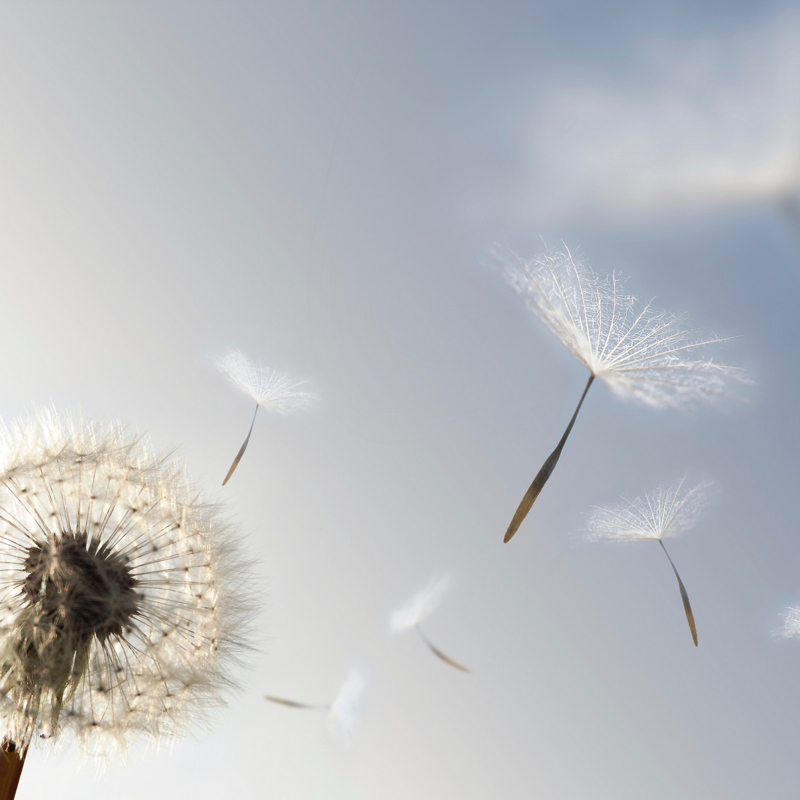 Fliegende Samen einer Pusteblume