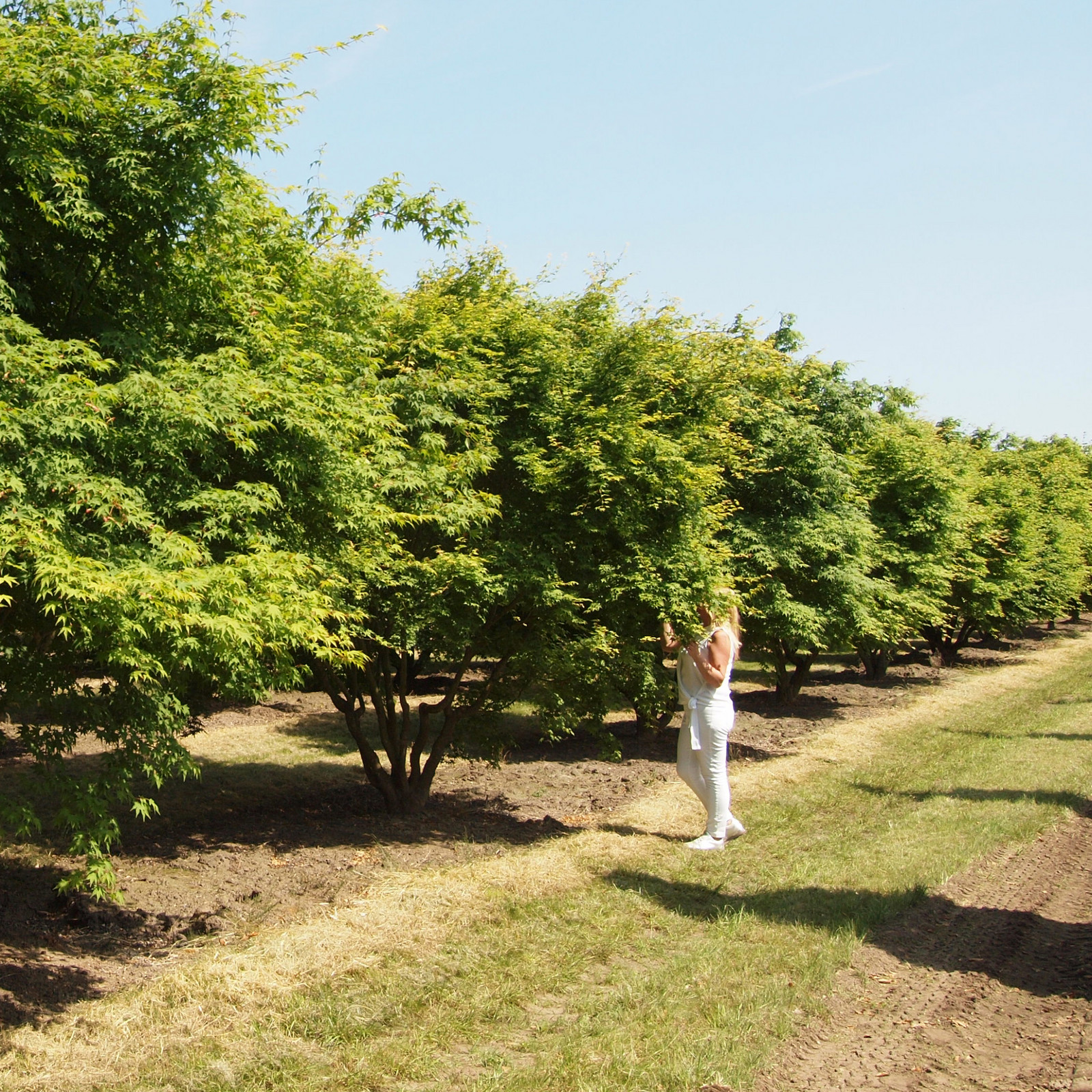 hochzwei_vfpf_baum_teaser_08.jpg Frau in weißer Kleidung steht vor einem Baum