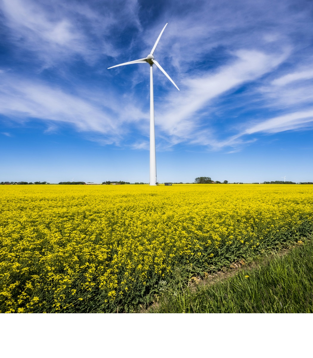 h2_bwkm_teaser_02.jpg Blick auf ein Rapsfeld mit einer Windmühle
