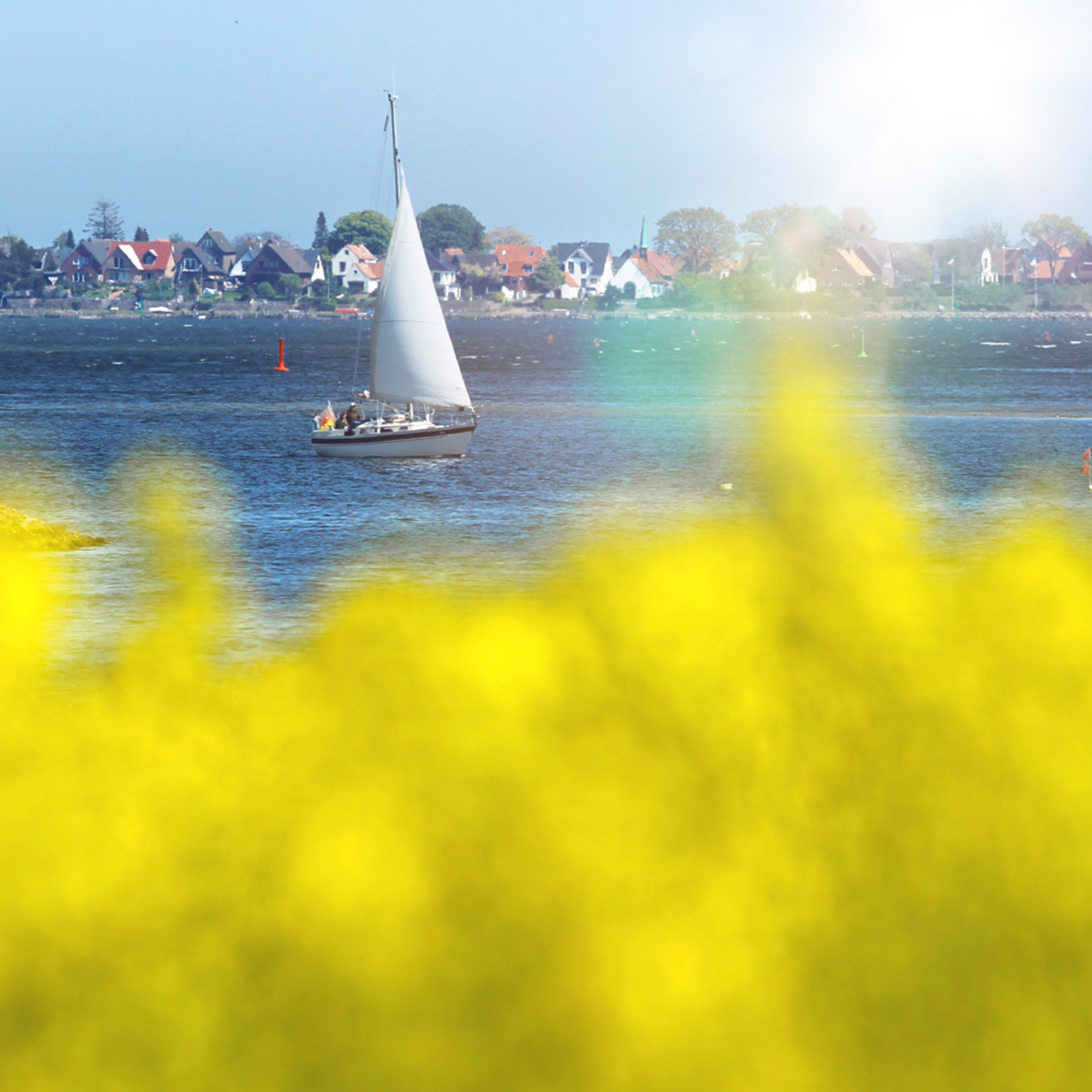 hochzwei_kiru_teaser_04.jpg Blick durch ein Rapsfeld auf das Wasser