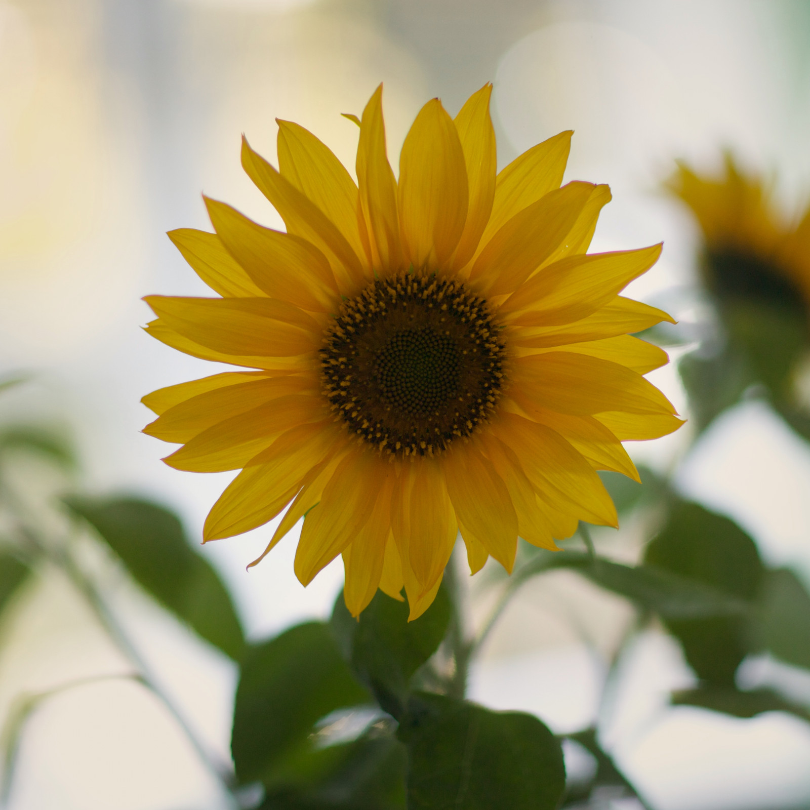 hochzwei_kaho_teaser_02.jpg Zwei gelbe Sonnenblumen