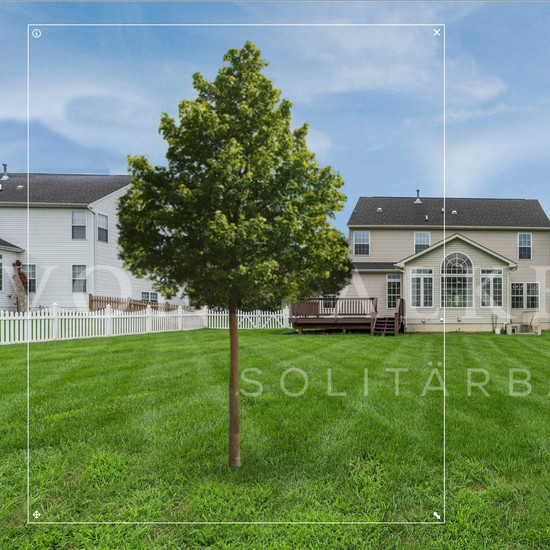 Astrein Grüner Baum im Vorgarten