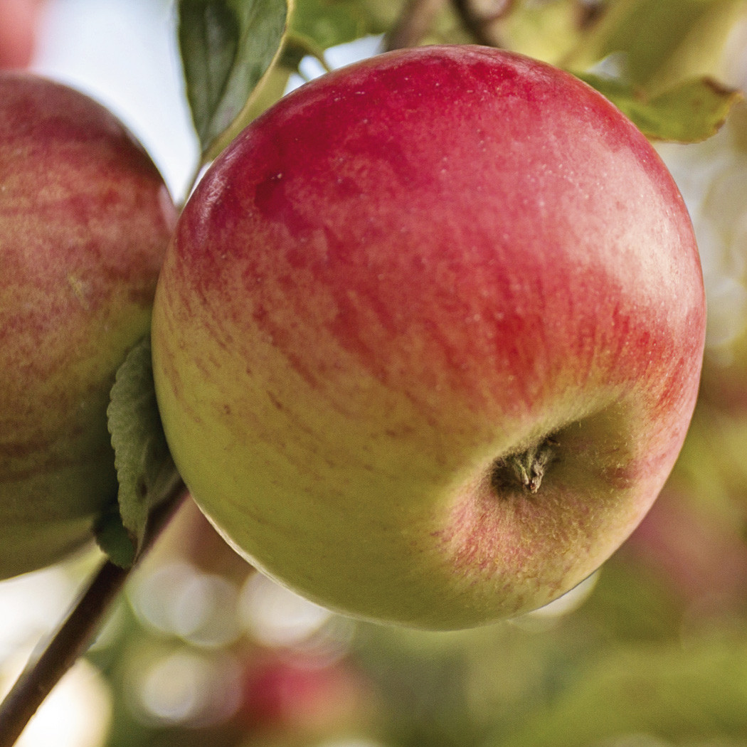 hochzwei_stei_teaser_07.jpg Apfel hängt am Zweig